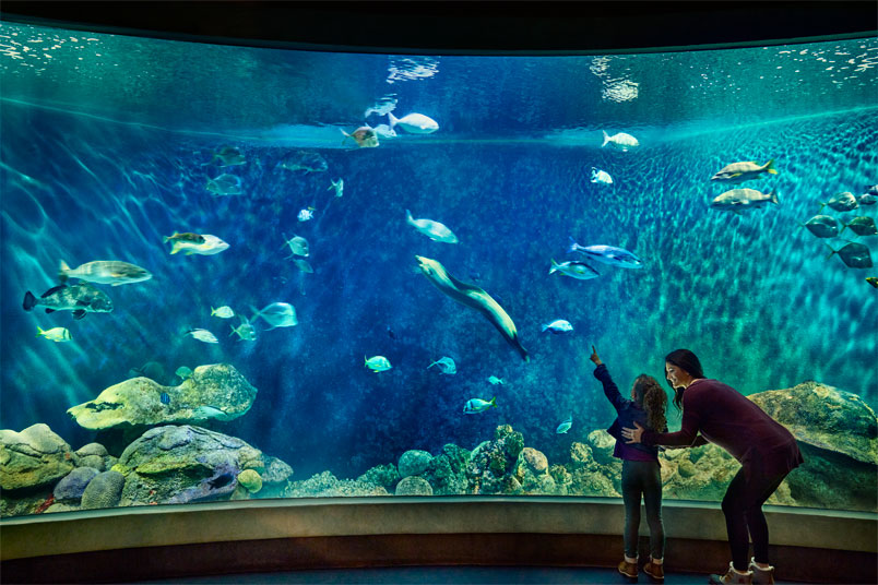 Woman and child viewing fish at an aquarium
