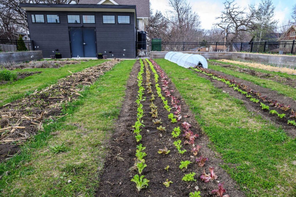 A garden with multiple rows of young leafy green plants growing in soil beds separated by grass paths. A small dark shed with windows and a white plastic-covered low tunnel are visible in the background, indicating early-stage cultivation and protection for some crops.
