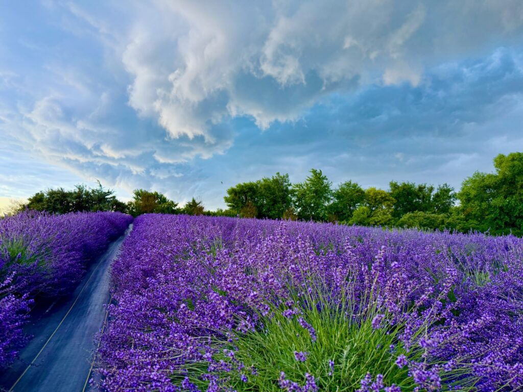 Spray of purple lavender plants in a lavender field with sky filled with fluffy white clouds overhead.