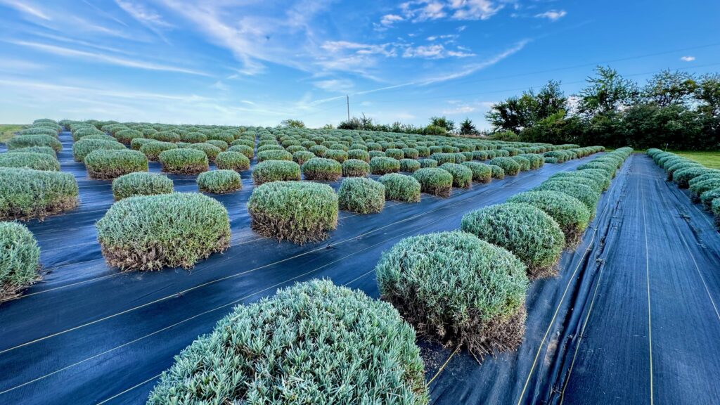 Rows of lavender plants on black landscaping fabric planted in equally spaced rows on a lavender farm.